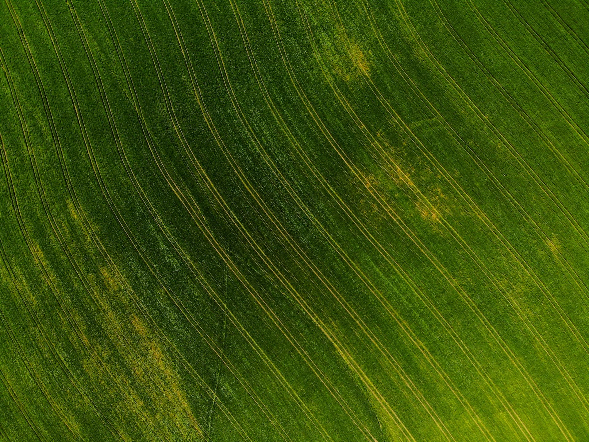 Pushing the Limits of Oil Palm Yield