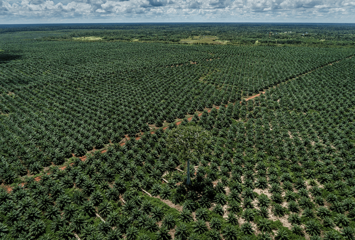 Palm Oil Expertise